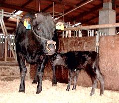 Calf born using sperm of cloned bull